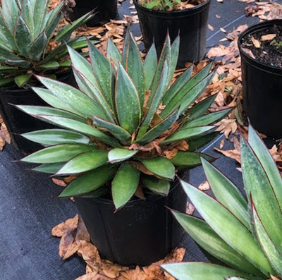 Blue Glow Agave